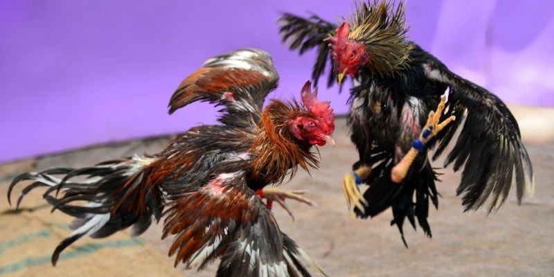 nohu90 com nổ hũ tiếng anh là gì