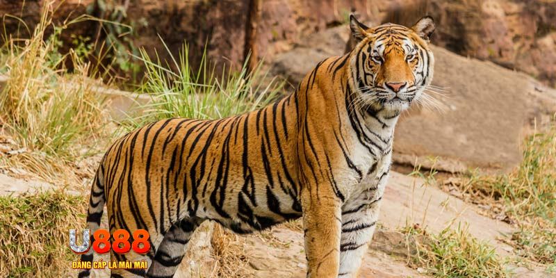 nohu90 com ban ca vip online